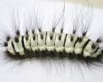 MEGALOPYGE LANATA