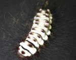 MEGALOPYGE LANATA