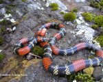 MICRURUS ALTIROSTRIS