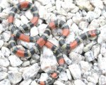 MICRURUS ALTIROSTRIS
