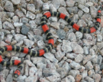MICRURUS ALTIROSTRIS