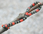 MICRURUS ALTIROSTRIS