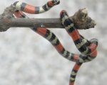 MICRURUS ALTIROSTRIS