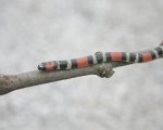MICRURUS ALTIROSTRIS