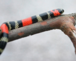 MICRURUS ALTIROSTRIS