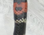 MICRURUS ALTIROSTRIS