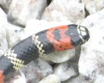 MICRURUS ALTIROSTRIS