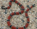 MICRURUS CORALLINUS