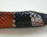 MICRURUS CORALLINUS