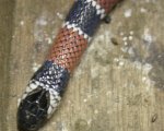 MICRURUS CORALLINUS