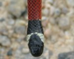 MICRURUS CORALLINUS