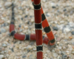 MICRURUS CORALLINUS