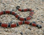 MICRURUS CORALLINUS