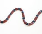 MICRURUS CORALLINUS