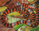 OXYRHOPUS SP