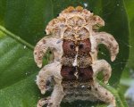 PHOBETRON SP