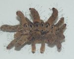 PHOBETRON SP