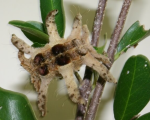 PHOBETRON SP