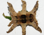 PHOBETRON SP