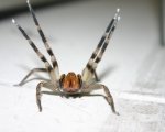 PHONEUTRIA SP