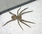 PHONEUTRIA SP