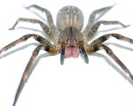 PHONEUTRIA SP