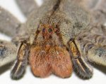 PHONEUTRIA SP