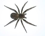 PHONEUTRIA SP