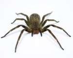 PHONEUTRIA SP