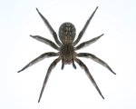 PHONEUTRIA SP