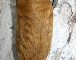 PODALIA SP