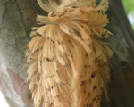 PODALIA SP