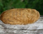 PODALIA SP