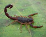 TITYUS BAHIENSIS