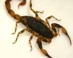 TITYUS COSTATUS