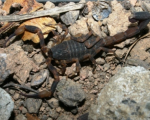 TITYUS COSTATUS