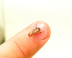 TITYUS COSTATUS