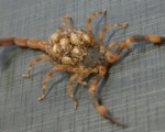 TITYUS COSTATUS