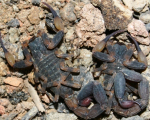 TITYUS COSTATUS