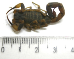 TITYUS COSTATUS