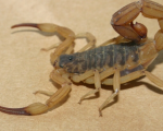 TITYUS SERRULATUS
