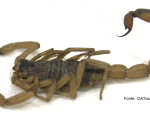 TITYUS SERRULATUS