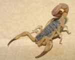 TITYUS SERRULATUS