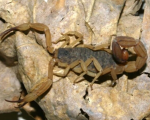 TITYUS SERRULATUS