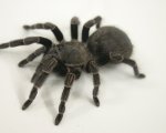 VITALIUS SP