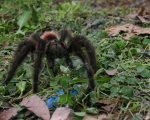 VITALIUS SP