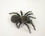 VITALIUS SP