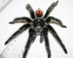 VITALIUS SP